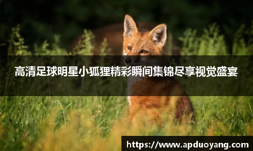 高清足球明星小狐狸精彩瞬间集锦尽享视觉盛宴